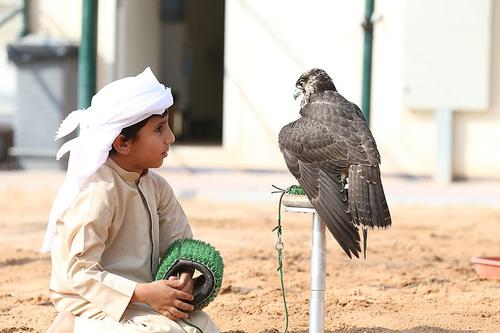 Jonge Valkenier Abu Dhabi