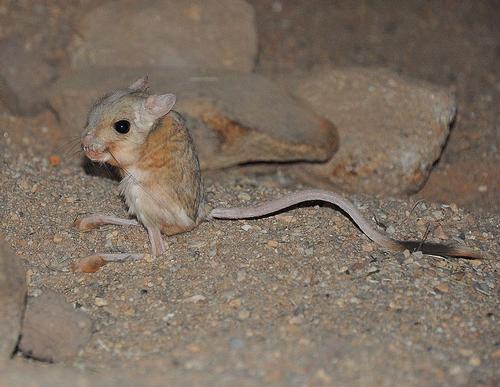 Jerboa Abu Dhabi Foto:Elias Neideck Jerboa Abu Dhabi Foto:Elias Neideck