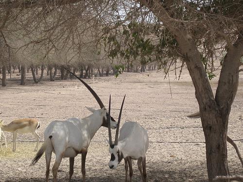 Abu Dhabi Arabisch Oryx op Sir Bani Yas Foto: Losttraveller Abu Dhabi Arabisch Oryx op Sir Bani Yas Foto: Losttraveller