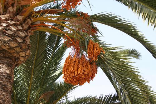 Abu Dhabi Dadelpalm Foto:Seweryn Olkowicz Abu Dhabi Dadelpalm Foto:Seweryn Olkowicz