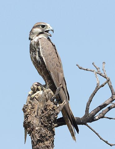 Indische lannervalk, bijna uitgestorven in Afghanistan Indische lannervalk, bijna uitgestorven in Afghanistan