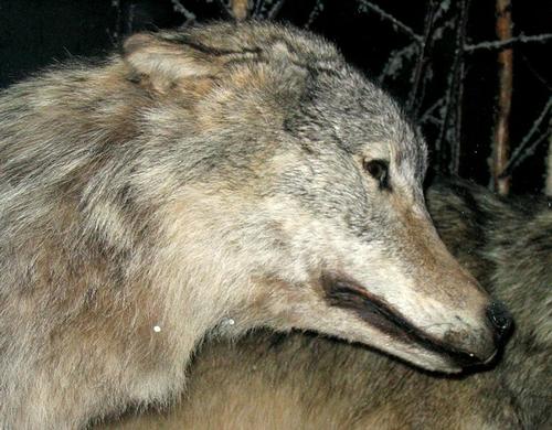 Wolf Foto:Quadell Wolf Foto:Quadell
