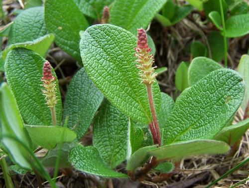 Salix reticulata Foto:Opiola Jerzy Salix reticulata Foto:Opiola Jerzy