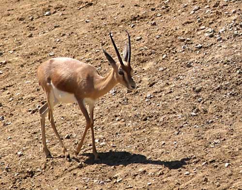 Dorcasgazelle Foto:Frithjof Spangenberg Dorcasgazelle Foto:Frithjof Spangenberg