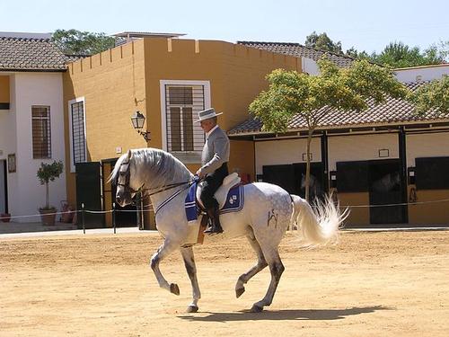 Cartujano of kartuizer, paardenras uit Andalusië foto: Fresco Tours Cartujano of kartuizer, paardenras uit Andalusië foto: Fresco Tours