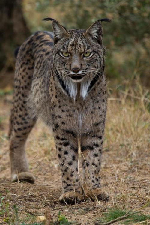 Iberische lynx, zeldzaam in Andalusië Foto:http://www.lynxexsitu.es Iberische lynx, zeldzaam in Andalusië Foto:http://www.lynxexsitu.es