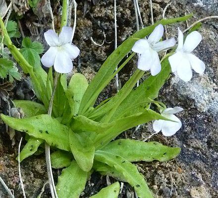 Pinguicula vallisneriifiola komt alleen voor in Andalusië foto: Juandiegocano Pinguicula vallisneriifiola komt alleen voor in Andalusië foto: Juandiegocano