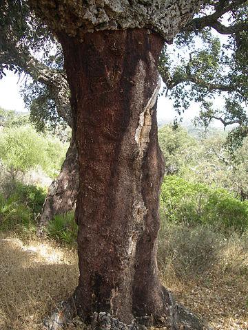 Gestripte kurkeik in het natuurpark Alcornocales, Andalusië foto: Tschips Gestripte kurkeik in het natuurpark Alcornocales, Andalusië foto: Tschips