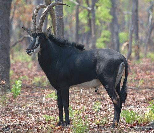 reuzensabelantilope, nationaal dier van Angola reuzensabelantilope, nationaal dier van Angola