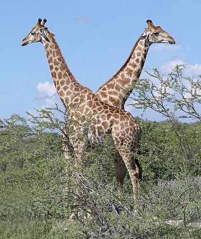 angolagiraffe angolagiraffe