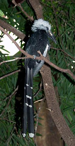 witkuiftok, vogel uit Angola witkuiftok, vogel uit Angola