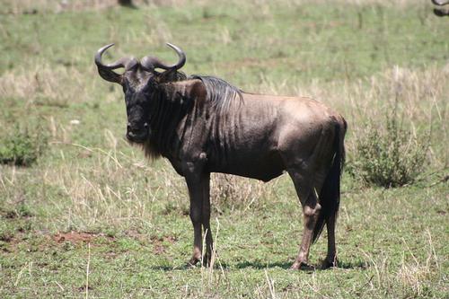 Wildebeest Angola Foto:Stefan Swanepoel Wildebeest Angola Foto:Stefan Swanepoel