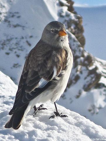 Sneeuwvink, vogel in de Ardèche foto: Doc Searls Sneeuwvink, vogel in de Ardèche foto: Doc Searls