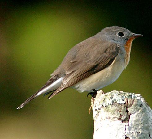 Kleine vliegenvanger, vogel uit de Ardèche foto: Suresh V.S. Kleine vliegenvanger, vogel uit de Ardèche foto: Suresh V.S.