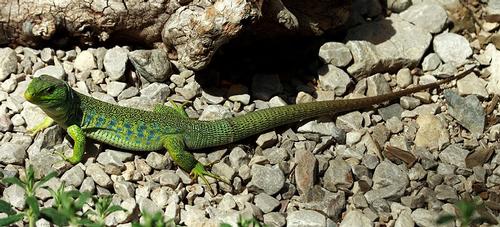 Parelhagedis, grootste hagedissensoort in Europa en dus ook in de Ardèche Foto:Lanzi Parelhagedis, grootste hagedissensoort in Europa en dus ook in de Ardèche Foto:Lanzi