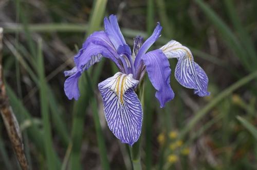 Iris missouriensis, kenmerkend voor de bergen in Arizona