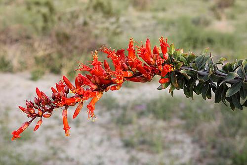 Koetsierszweep of toortshout, typisch voor de woestijnen in Arizona