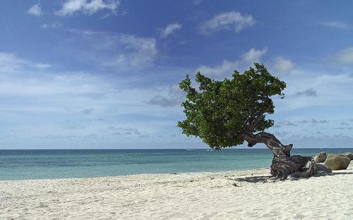 Dividivi Aruba