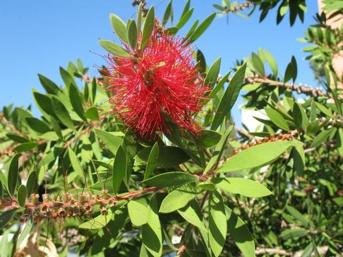 Banksia Australie