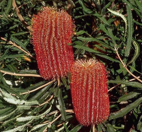 Banksia Australie Foto: Cas Lieber Banksia Australie Foto: Cas Lieber