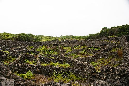 Ommuurde 'currais' wijngaard op Pico, Azoren foto: Ulrich Thumult Ommuurde 'currais' wijngaard op Pico, Azoren foto: Ulrich Thumult