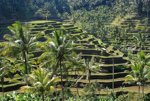 Rijstvelden Bali Rijstvelden Bali