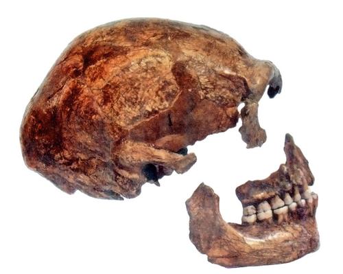 Schedel Prehistorie Belgie