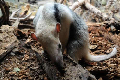 Tamandua Belize Tamandua Belize