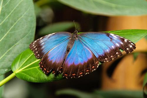 Blauwe Morpho Belize Blauwe Morpho Belize