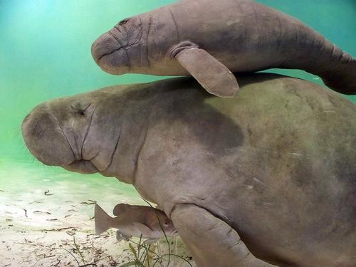 Manatee Belize Manatee Belize