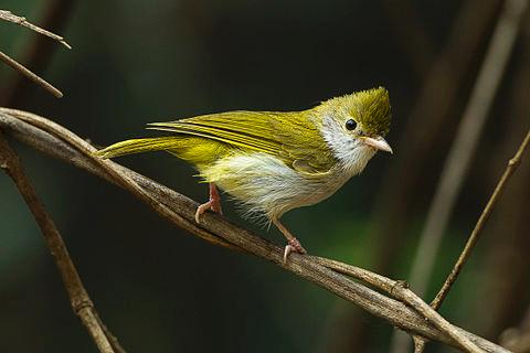 Groene meestimalia, vogel uit Bhutan foto: Francesco Veronesi Groene meestimalia, vogel uit Bhutan foto: Francesco Veronesi