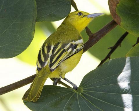 Gewone iora, vogel uit Bhutan foto: Lip Kee Yap Gewone iora, vogel uit Bhutan foto: Lip Kee Yap