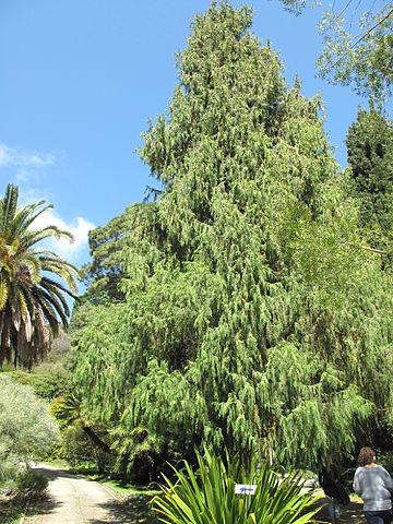 Nationale boom van Bhutan, de cypres Cupressus cashmeriana foto: Tangopaso Nationale boom van Bhutan, de cypres Cupressus cashmeriana foto: Tangopaso