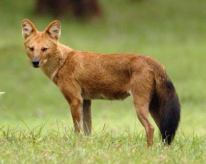 Aziatische wilde hond komt weer voor in Bhutan foto: rechtenvrij Aziatische wilde hond komt weer voor in Bhutan foto: rechtenvrij