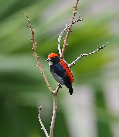 roodrughoningvogel, vogel uit Bhutan foto: Doug Janson roodrughoningvogel, vogel uit Bhutan foto: Doug Janson