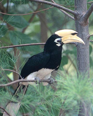 Bonte neushoornvogel, vogel uit Bhutan foto: John J. Mosesso Bonte neushoornvogel, vogel uit Bhutan foto: John J. Mosesso