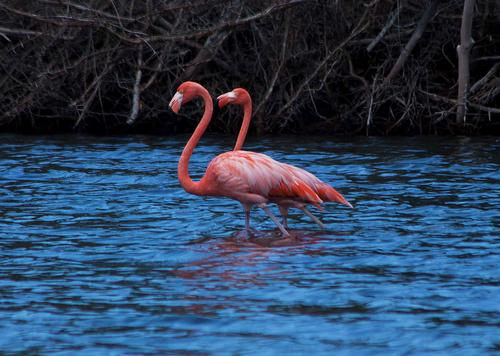 Flamingo' s Bonaire Foto:stokes rx Flamingo' s Bonaire Foto:stokes rx