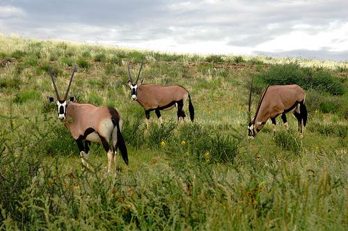 Botswana Kgalagadi Transfrontier Park Foto:Amada44 Botswana Kgalagadi Transfrontier Park Foto:Amada44