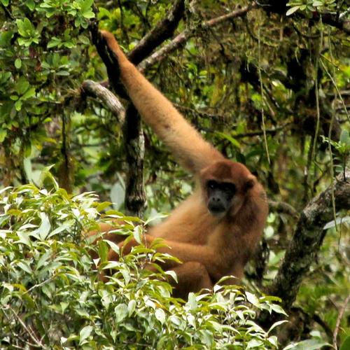Wolspinaap Brazilie