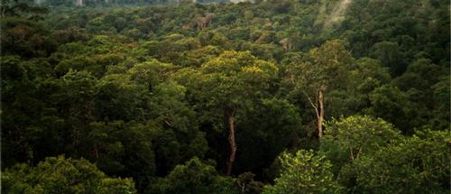 Selva Brazilie Foto:Phil P Harris Selva Brazilie Foto:Phil P Harris