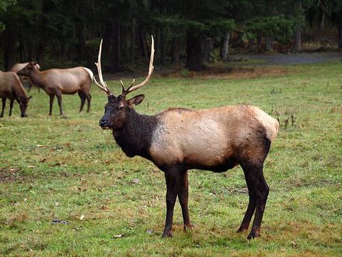 Roosevelt-wapiti komt voor in British columbia Roosevelt-wapiti komt voor in British columbia