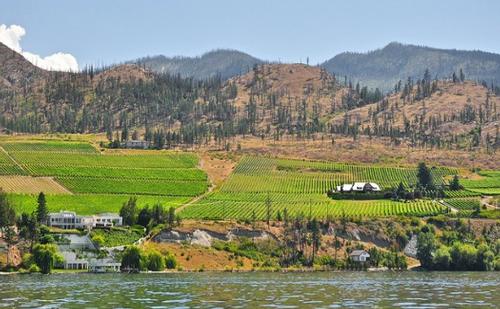 Wijngaard in Kelowna (Okanagan Valley), British Columbia foto: Stuart Wijngaard in Kelowna (Okanagan Valley), British Columbia foto: Stuart