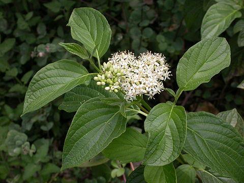 Canadese kornoelje, plantensymbool van British Columbia foto: Curtis Clark Canadese kornoelje, plantensymbool van British Columbia foto: Curtis Clark