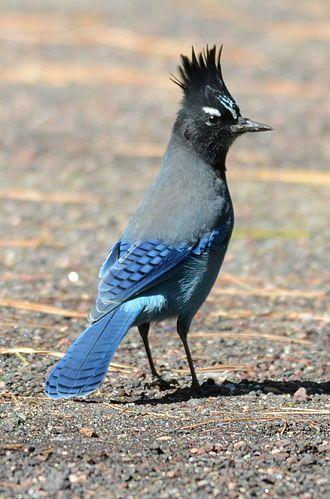 Stellers gaai, populairste vogel van British Columbia foto: Noel Reynolds Stellers gaai, populairste vogel van British Columbia foto: Noel Reynolds