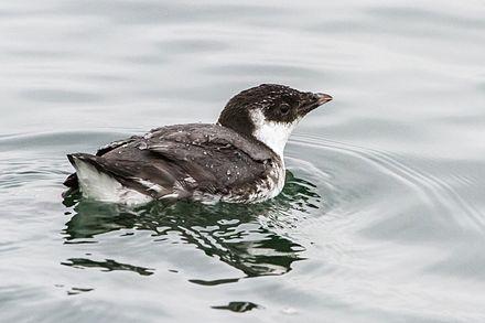 Zilveralk, bijzonder broedvogel in British Columbia foto: Eric Ellingson Zilveralk, bijzonder broedvogel in British Columbia foto: Eric Ellingson