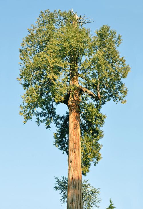 Reuzenlevensboom, provinciale boom van British Columbia foto: Abdallahh Reuzenlevensboom, provinciale boom van British Columbia foto: Abdallahh