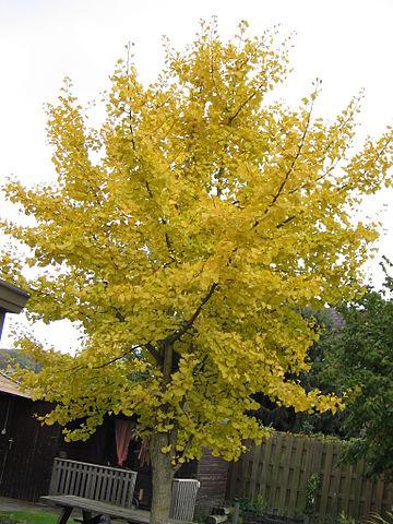 Ginkgo Biloba China foto: Meneerke bloem Ginkgo Biloba China foto: Meneerke bloem