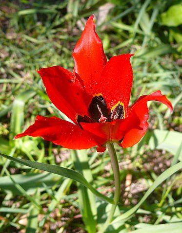 Tulipa agenensis foto: MathKnight Tulipa agenensis foto: MathKnight