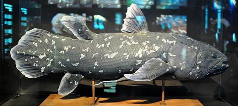 Coelacanth Comoren