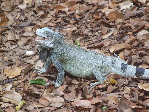 Groene leguaan Curacao
